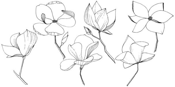 Τα βοτανικά λουλούδια του διανύσματος Magnolia. Μαύρο και άσπρο χαραγμένο μελάνι τέχνης. Μεμονωμένο στοιχείο απεικόνισης μανόλιας. - Διάνυσμα, εικόνα