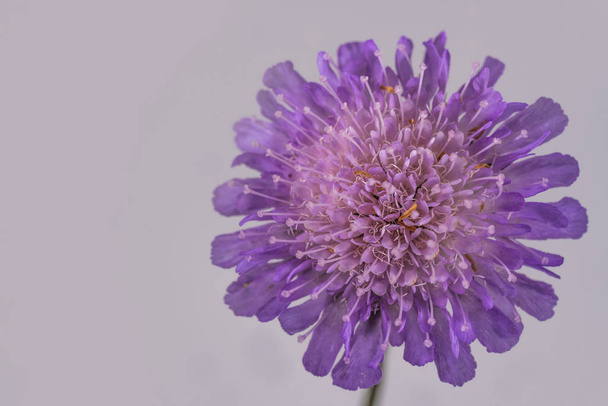 Purple flower on light background. - Photo, Image