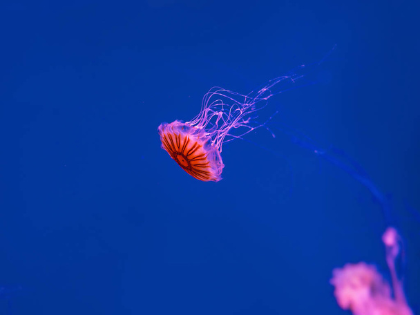 Japán tengeri csalán víz alatti kék háttér - Fotó, kép
