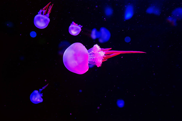 medusas de llama bajo el agua sobre fondo azul
 - Foto, Imagen