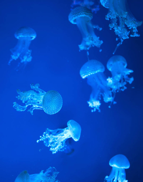 medusas avistadas australianas bajo el agua sobre fondo azul
 - Foto, Imagen