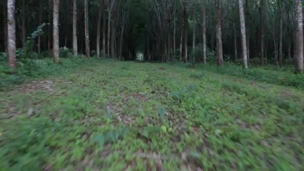 Bodem zicht van tropisch rubber bos tijdens vroege zonsondergang - Video