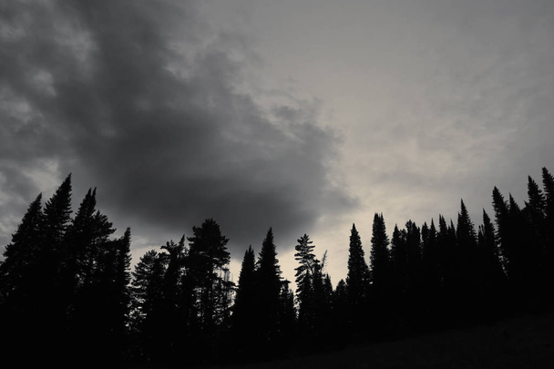 Темные силуэты высоких сосен и ели снизу вверх на фоне облачного закатного неба с копировальным пространством. Хвойные деревья закрываются в оттенках серого. Жуткий атмосферный монохромный пейзаж
. - Фото, изображение