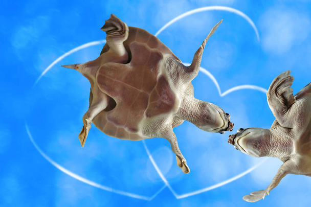 zwei lustige schildkröten auf blauem himmel hintergrund mit zwei herzen mit kopierraum. Lustige Tiere aus nächster Nähe. Tierfreunde. verliebtes Paar. Valentinstag. Liebessymbol in der Mitte. Wolken aus Herzen formen sich. - Foto, Bild