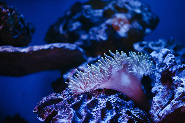 Anémone de mer sur le récif corallien en lumière violette
. - Photo, image