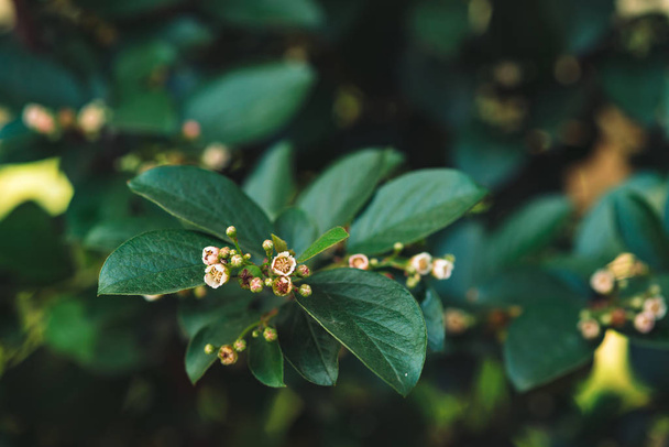 Молодые почки Cotoneaster lucidus закрываются на фоне богатых зеленых листьев в тени с копировальным пространством. Маленький жук муравей на маленьких красивых цветочках в макро. Насекомое на бутонах
. - Фото, изображение