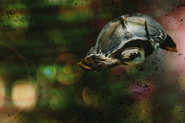 Eğlenceli kaplumbağa radyoaktif atık yakın çekim ile kirli suda yüzer. Kopya alanı ile zehirli atıklar arasında su altında Komik hayvan. Kirli ortamda hayvan. Çevre kirliliği. - Fotoğraf, Görsel