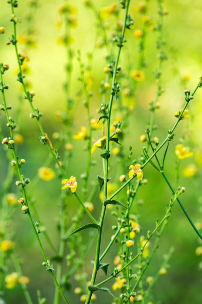 Κυματιστό φόντο κίτρινα άνθη - Φωτογραφία, εικόνα