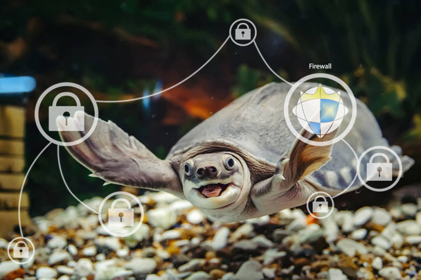 amüsante Schildkröte klicken Sie auf Touchscreen auf blauem Hintergrund der Matrix mit Kopierraum. Lustiges Tier in virtueller Realität aus nächster Nähe. Firewall-Management im Netzwerk. erstaunliche glückliche Schildkröte mit digitaler Schnittstelle. - Foto, Bild