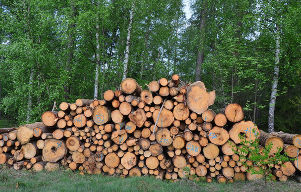 árvores infetadas por besouros da casca, madeira pronta para transporte, South Bo
 - Foto, Imagem