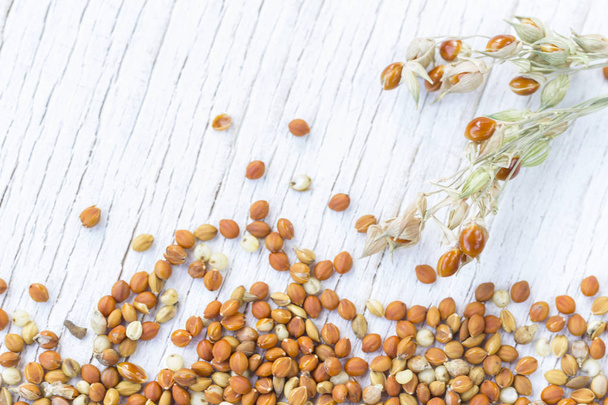 Grains and panicles of millet on a white background. Close-up - Foto, afbeelding