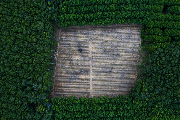 Entwaldung - Luftaufnahme aus der Vogelperspektive im tropischen Regenwald. Hintergrund mit Kopierraum - Foto, Bild