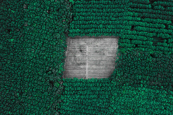 Desmatamento - vista aérea superior na floresta tropical. Fundo com espaço de cópia
 - Foto, Imagem
