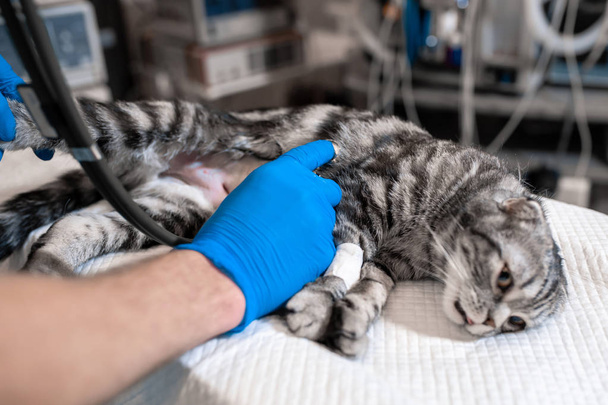 cat under general anesthesia on the operating table. Pet surgery - Valokuva, kuva
