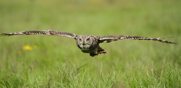 Spotted Eagle Owl in flight - Foto, imagen