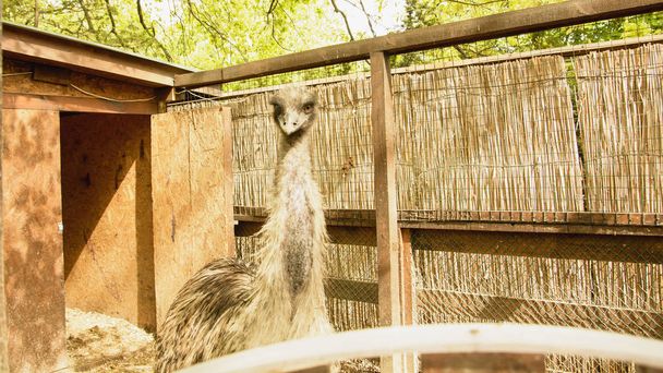 Wild ostrich at the zoo - Фото, изображение