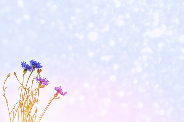 Польові сині квіти волошки на тлі суми
 - Фото, зображення