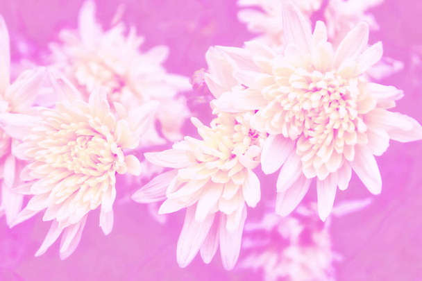 Színes őszi virágok a krizantém - Fotó, kép