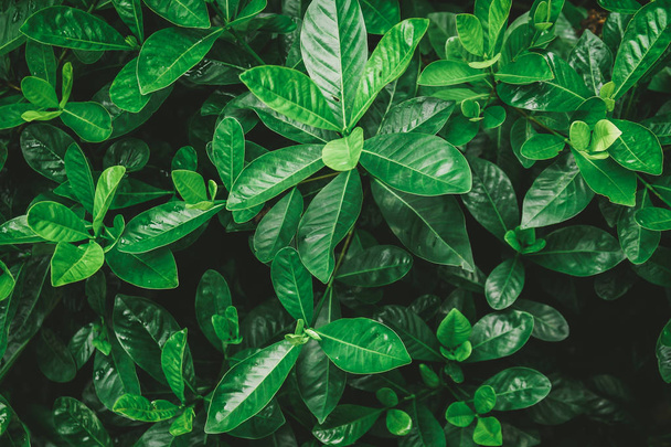 ヴィンテージフィルター付き緑の葉の背景  - 写真・画像