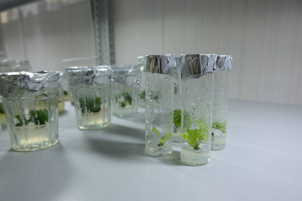 Cloned decorative micro plants in test tubes with nutrient medium. Micropropagation technology in vitro - Foto, imagen