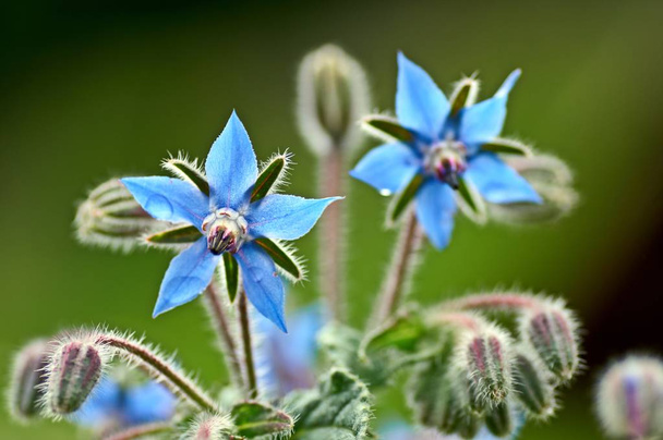 Borage borago officinalis starflower edible flower with bright blue petals on natural green background - Photo, Image