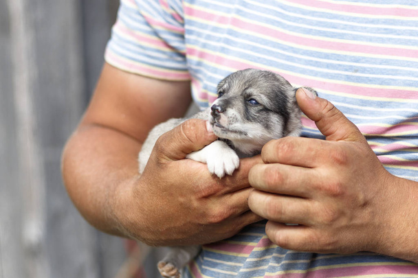 mladý muž s Vyčiněné náručí držící velmi malé štěně. Denní světlo. Close-up. - Fotografie, Obrázek