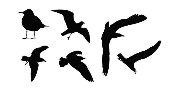 Set of bird silhouettes - Vector, Image