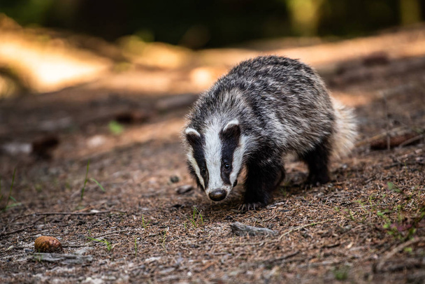 Badger in forest, animal in nature habitat, Germany, Europe. Wild Badger, Meles meles, animal in the wood. Mammal in environment, rainy day. - Foto, afbeelding