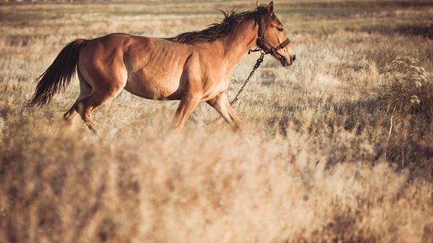 野原を横切る茶色の馬のギャロップ - 写真・画像