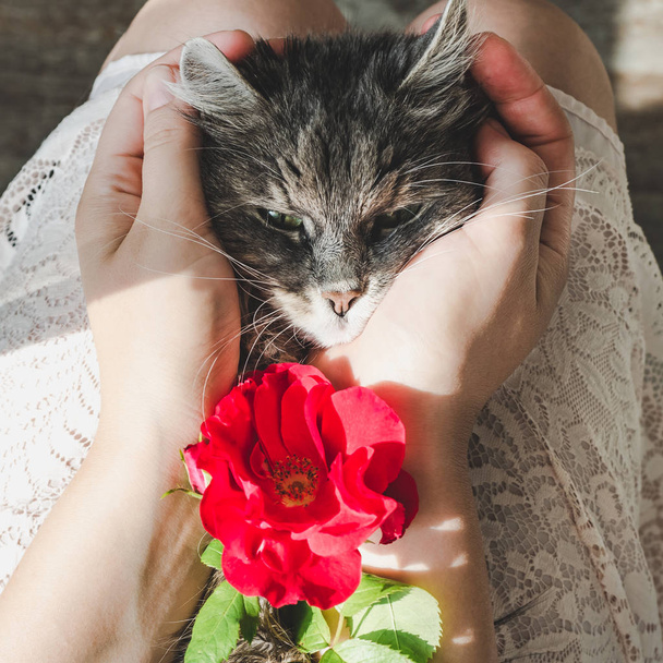 Милый, милый котенок, лежит на женских руках
 - Фото, изображение
