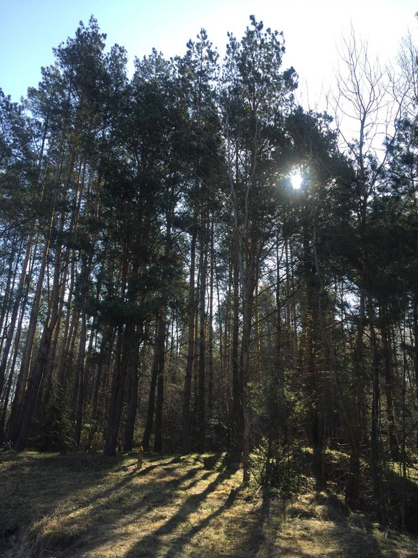 piękne promienie słoneczne w sosnowym lesie - Zdjęcie, obraz