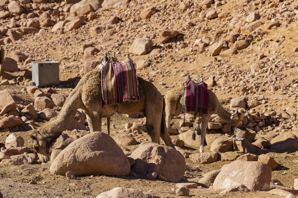 Egipto. Dromedario de la Península del Sinaí. Camello árabe (Camelus dromedarius). Moses Mount. Lugar de peregrinación y destino turístico famoso. El paquete de vida animal en un pueblo beduino
. - Foto, Imagen