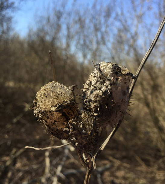Echinocystis dry on forest background - Photo, Image