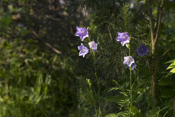 Azul Campanula persicifolia
 - Foto, Imagem