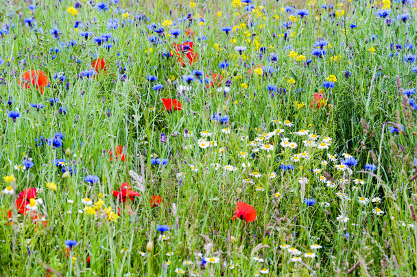 Pradera cubierta de flores con muchos tipos de flores silvestres creciendo en
 - Foto, Imagen