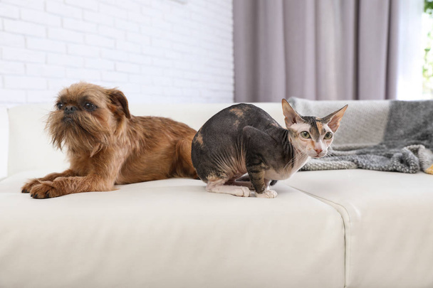 Adorable dog and cat together on sofa at home. Friends forever - 写真・画像