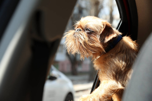 Adorable little dog looking out from car window. Exciting travel - Φωτογραφία, εικόνα