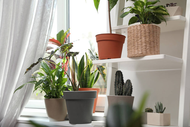 Different green potted plants near window at home - 写真・画像