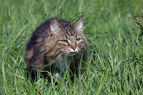 Uma bela caça ao gato da floresta norueguesa no campo
 - Foto, Imagem