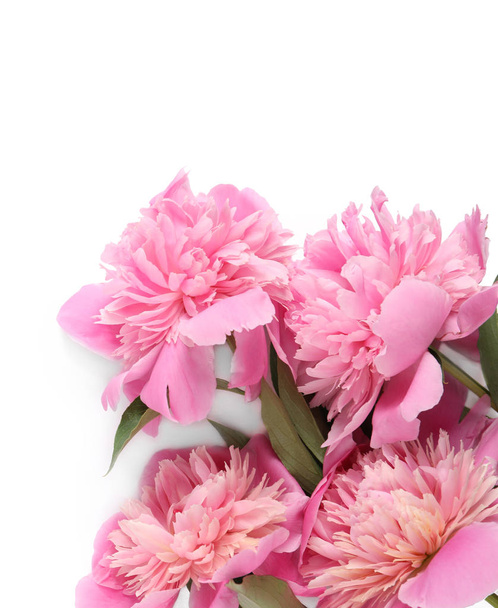 Beautiful peony flowers on white background, top view - Foto, afbeelding
