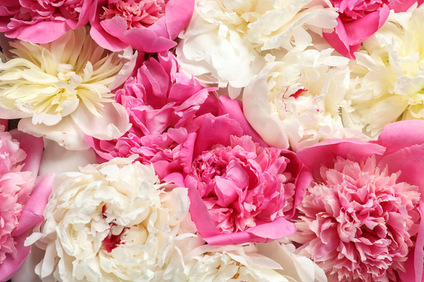 Beautiful fresh peony flowers as background, top view - Photo, Image