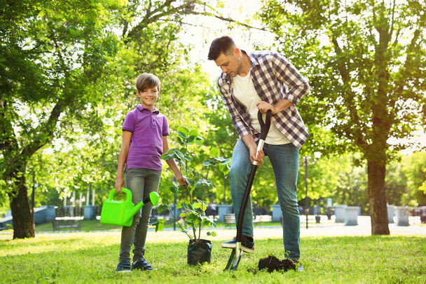 Dad and son planting tree together in park on sunny day - Photo, Image