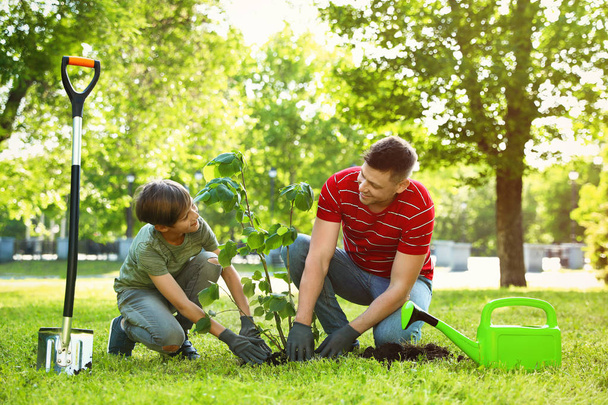 Dad and son planting tree together in park on sunny day - Foto, Imagem