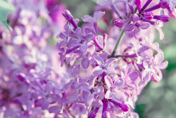flowering branch of lilac in the spring garden close up - Fotó, kép