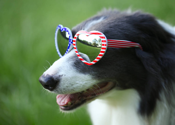 Border collie dog indossa occhiali da sole bandiera americana a forma di cuore
  - Foto, immagini