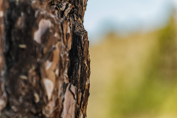 Nahaufnahme der Rinde der alten kanarischen Kiefer, die auch als Pinus canariensis bekannt ist und endemisch in großer Höhe in der Nähe des Vulkans Teide wächst. Makrofokus, verschwommener Vordergrund und Hintergrund. teneriffa, spanien - Foto, Bild