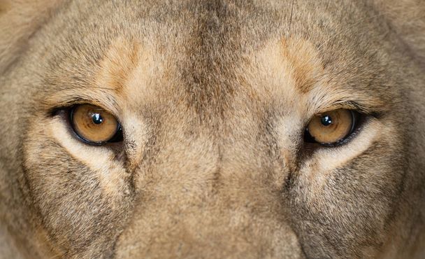 female lion eyes close up - Photo, Image