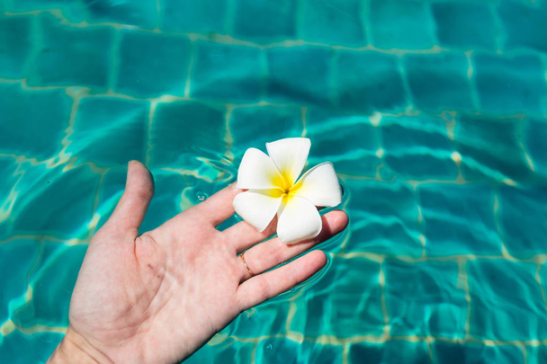 Female hand holding plumeria frangipani flower in swimming pool. Summer vacation, Travel, holiday, tropical concept background - 写真・画像