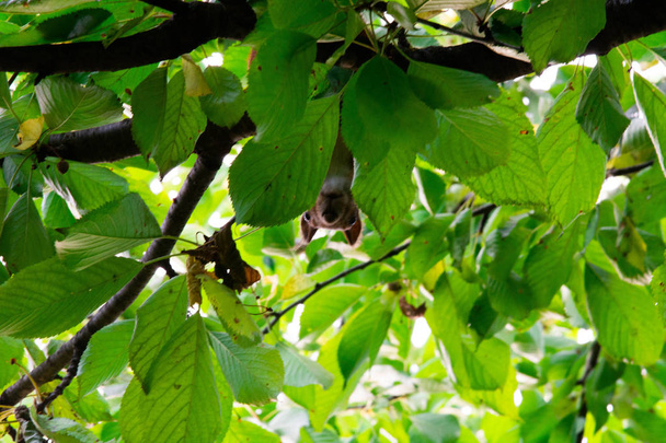Wiewiórka na drzewie jedzenia czerwonej wiśni - Zdjęcie, obraz