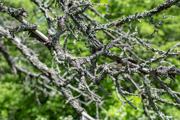Dried branches of an old apple tree on a green natural background - Foto, imagen